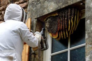Bee control Services in Nairobi Kenya