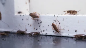 Cockroach control Services in Nairobi Kenya